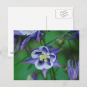 Briefkaart Blauwe en Witte Columbine Flowers (Voorkant / Achterkant)