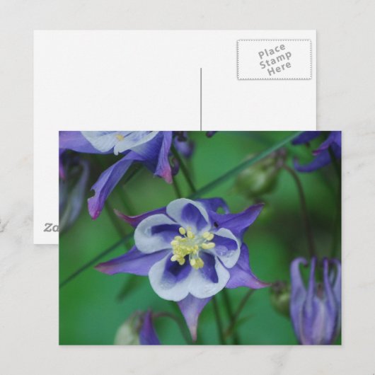 Briefkaart Blauwe en Witte Columbine Flowers (Voorkant / Achterkant)