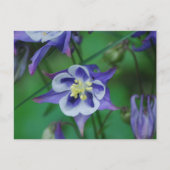 Briefkaart Blauwe en Witte Columbine Flowers (Voorkant)