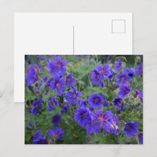 Briefkaart blauwe kruidnagelbloem (Voorkant / Achterkant)