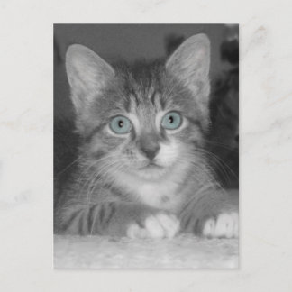 Briefkaart blauwe ogen