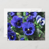 Briefkaart Blauwe Pansies 2013 (Voorkant / Achterkant)