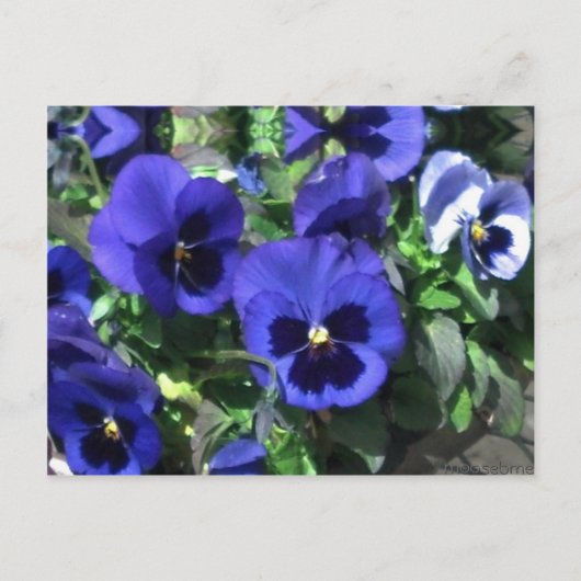 Briefkaart Blauwe Pansies 2013 (Voorkant)