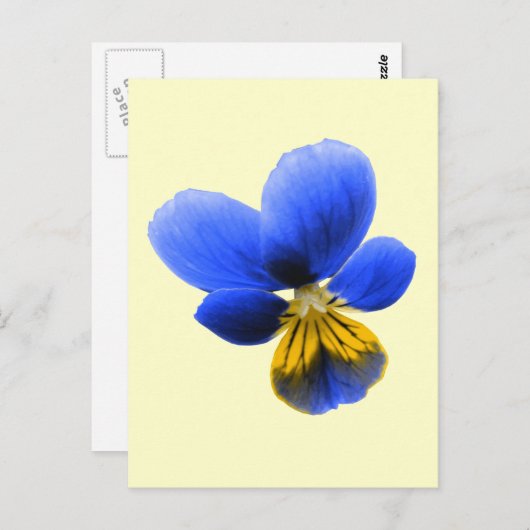 Briefkaart Blauwe Pansy (Voorkant / Achterkant)