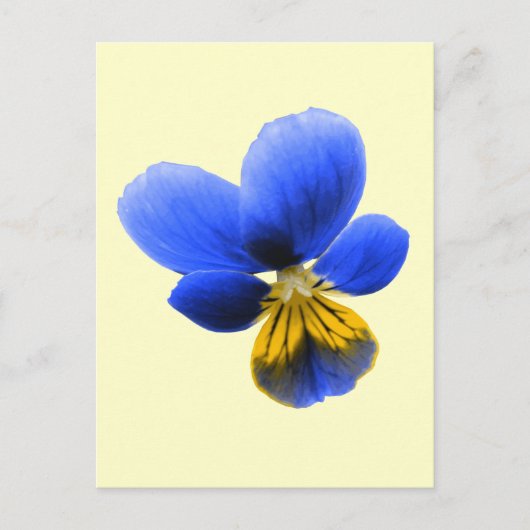 Briefkaart Blauwe Pansy (Voorkant)