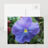 Briefkaart Blauwe Pansy (Voorkant / Achterkant)