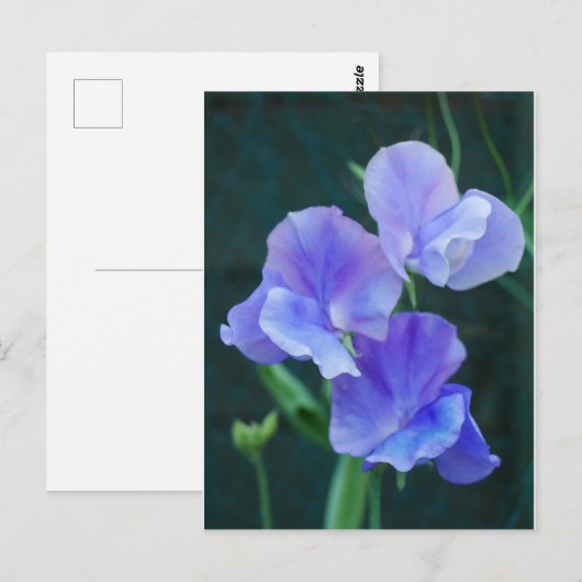 Briefkaart Blauwe peuzenbloemen (Voorkant / Achterkant)