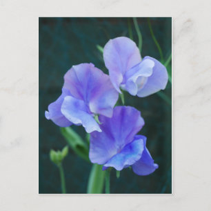Briefkaart Blauwe peuzenbloemen