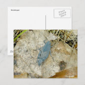 Briefkaart Blauwe sprinkhaan (Voorkant / Achterkant)