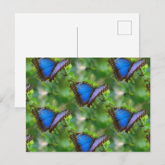 Briefkaart blauwe vlinder (Voorkant / Achterkant)
