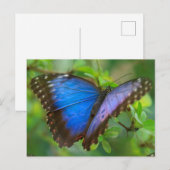 Briefkaart blauwe vlinder (Voorkant / Achterkant)