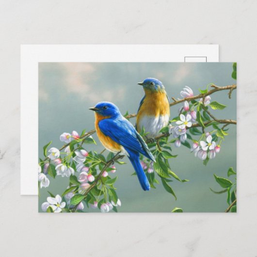 Briefkaart Blauwvogels (Voorkant / Achterkant)