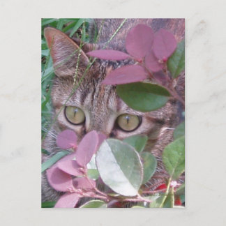 Briefkaart Blaze Cat Eyes