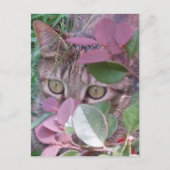Briefkaart Blaze Cat Eyes (Voorkant)