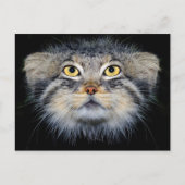 Briefkaart - bleekkat (Voorkant)