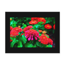 Briefkaart-bloemen-61