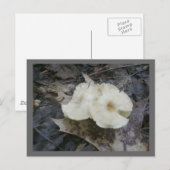 Briefkaart Bloempaddenstoelen (Voorkant / Achterkant)