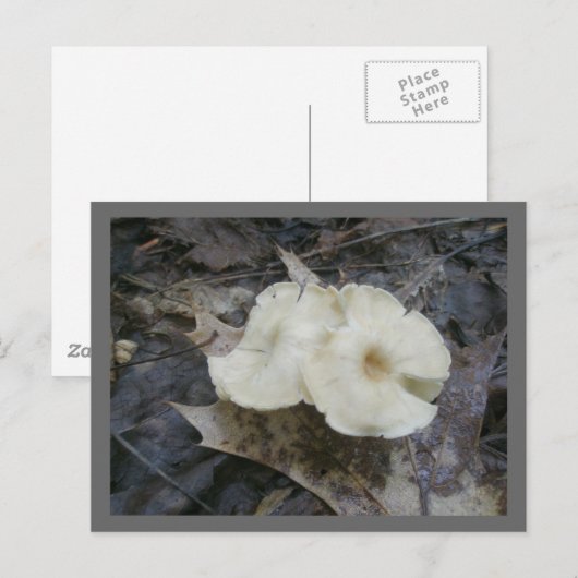 Briefkaart Bloempaddenstoelen (Voorkant / Achterkant)