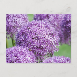 Briefkaart Blooming Allium Flowers