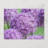 Briefkaart Blooming Allium Flowers (Voorkant)