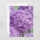 Briefkaart Blooming Allium Flowers (Voorkant / Achterkant)