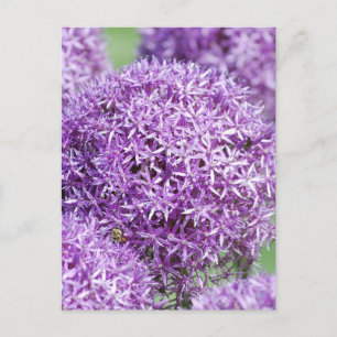 Briefkaart Blooming Allium Flowers