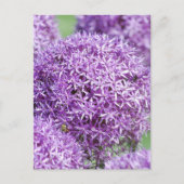 Briefkaart Blooming Allium Flowers (Voorkant)