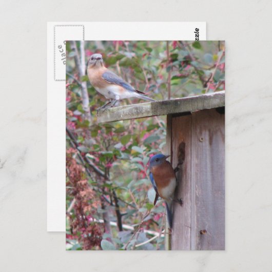 Briefkaart Bluebird Pair (Voorkant / Achterkant)