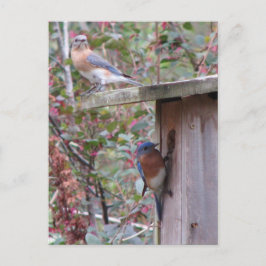 Briefkaart Bluebird Pair