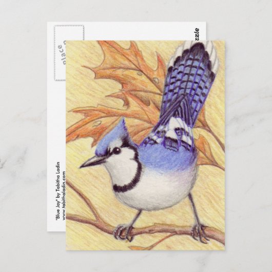Briefkaart Bluejay (Voorkant / Achterkant)