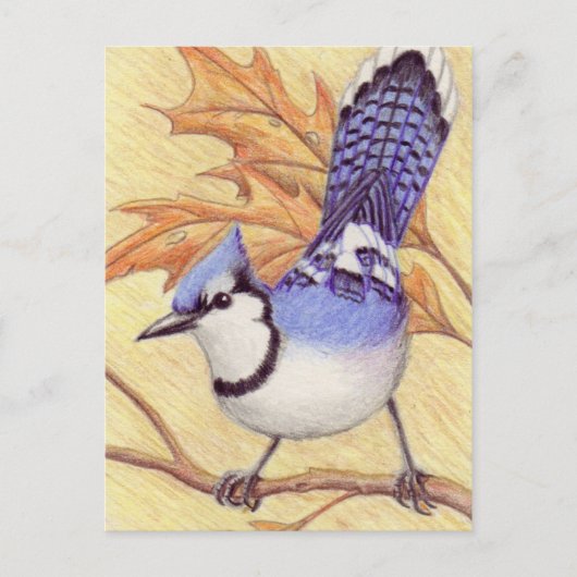 Briefkaart Bluejay (Voorkant)