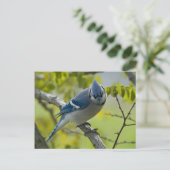 Briefkaart Bluejay (Staand voorkant)