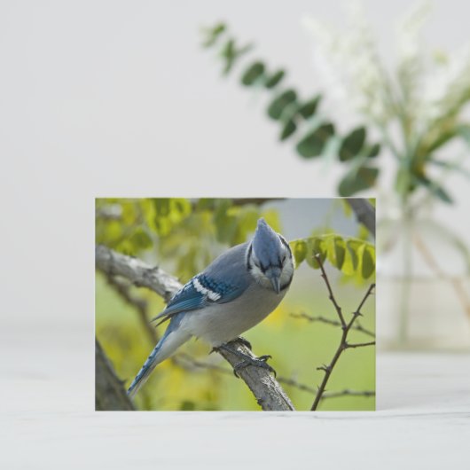 Briefkaart Bluejay (Staand voorkant)