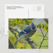 Briefkaart Bluejay (Voorkant / Achterkant)