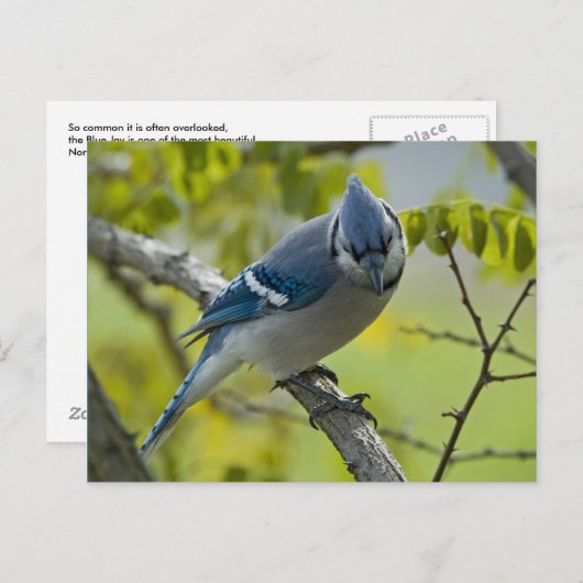 Briefkaart Bluejay (Voorkant / Achterkant)