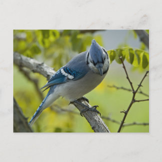 Briefkaart Bluejay