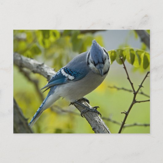 Briefkaart Bluejay (Voorkant)