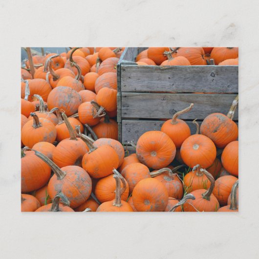 Briefkaart boerderij pompoenen (Voorkant)