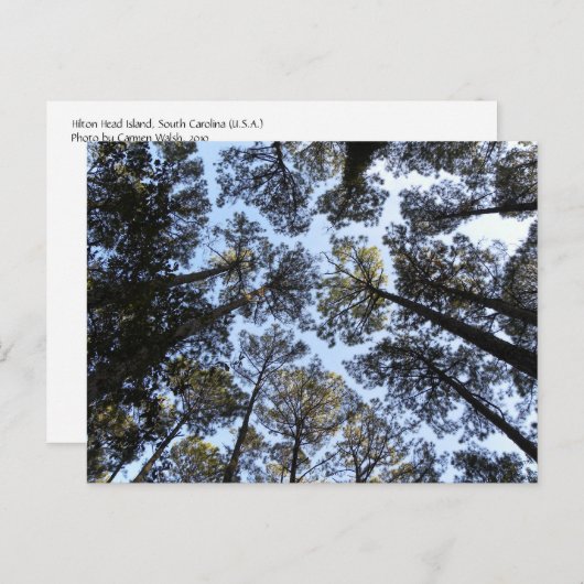 Briefkaart Bomen-perspectief (Voorkant / Achterkant)