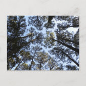 Briefkaart Bomen-perspectief (Voorkant)