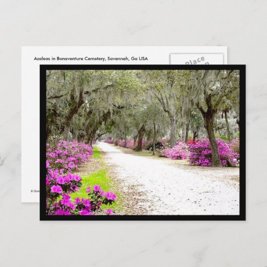 Briefkaart - Bonaventure Azaleas (Voorkant / Achterkant)