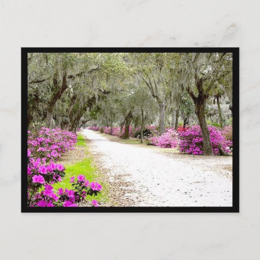 Briefkaart - Bonaventure Azaleas (Voorkant)