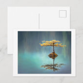 BRIEFKAART : BOOM OP EEN EILAND (Voorkant / Achterkant)