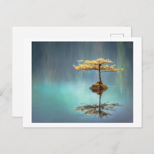 BRIEFKAART : BOOM OP EEN EILAND (Voorkant / Achterkant)