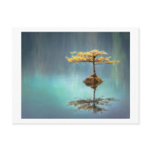 BRIEFKAART : BOOM OP EEN EILAND