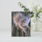 Briefkaart boomeekhoorn (Staand voorkant)