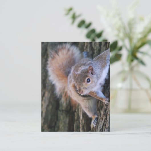 Briefkaart boomeekhoorn (Staand voorkant)