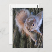 Briefkaart boomeekhoorn (Voorkant / Achterkant)
