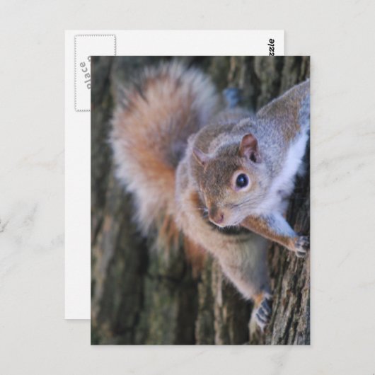 Briefkaart boomeekhoorn (Voorkant / Achterkant)