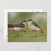 Briefkaart boomscheuren (Voorkant / Achterkant)